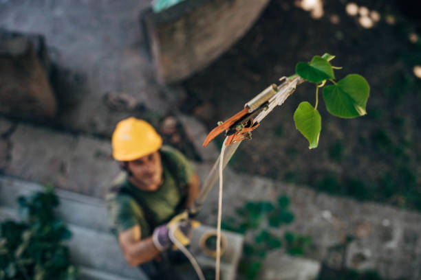 How Our Tree Care Process Works  in Deerfield, IL